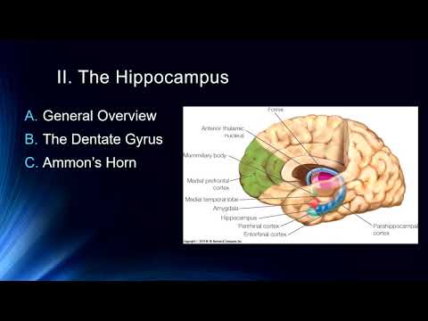 Overview of the Anatomy of Learning and Memory