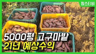 5000평 고구마밭 20년도 판매수익과 21년도 예상 수익
