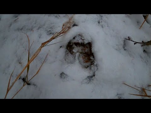 The Biggest Buck I've ever Tracked in Maine