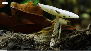 Poison Dart Frog Parenting #dad #mom #parenting #frogs #attenborough #bbc #landback