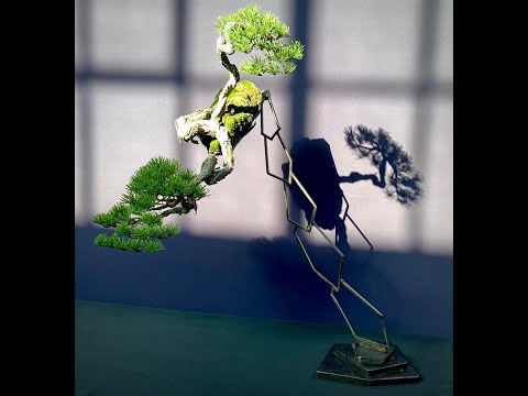 Patricia O'Connor, The Bonsai Balcony: Pacific Bonsai Expo. Part One.