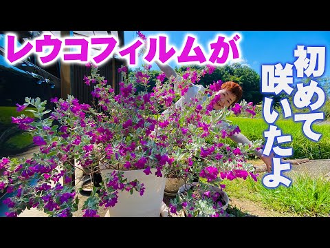 園芸 ラバテラの木、ゼニアオイの木