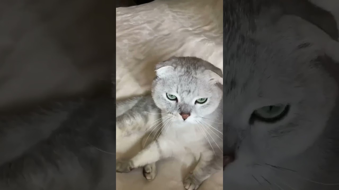 Enlarge Max in Wisconsin, a ADOPTABLE Scottish Fold in Ennis, TX video 1/3