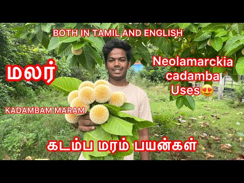KADAMBA MARAM / கடம்ப மரம் / Neolamarckia cadamba IN TAMIL