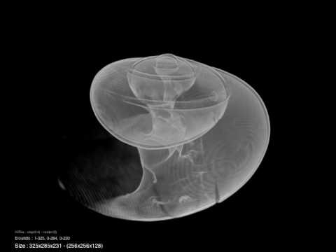 X-Ray microCT of a shelled pteropod Limacina helicina antarctica