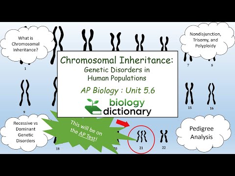 Chromosomal Inheritance: Genetic Disorders in Human Populations | AP Biology 5.6
