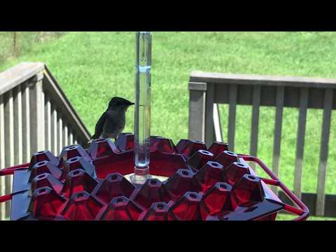 The Lil Sweety feeder