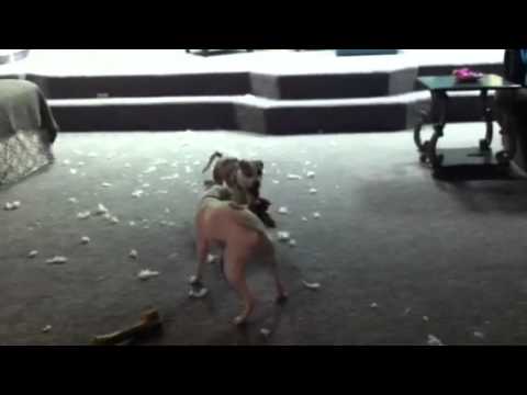 Pet Friendly Decorating