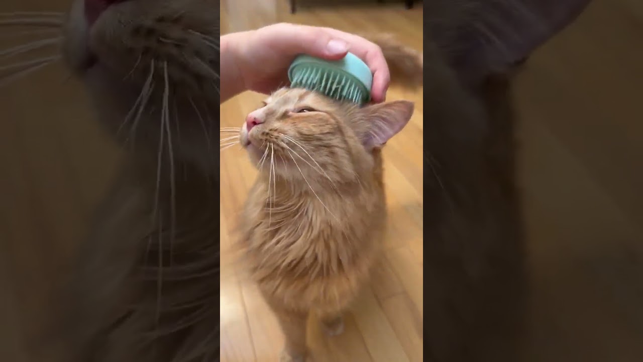 Flash, a ADOPTABLE Domestic Long Hair in Renton , WA video 6/6