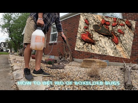 How to get rid of Boxelder bugs for under $5