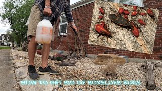 How to get rid of Boxelder bugs for under $5