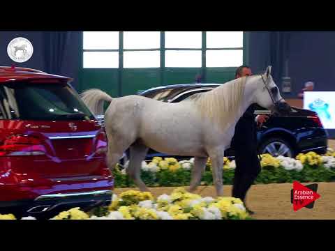 N.65 FRASERA NESHAR - SEWC 2017 - Stallions (Class 5A)