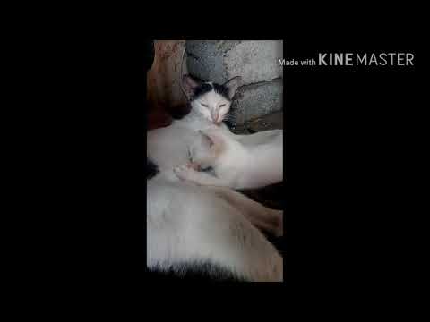 Man ki mamta Cat milking his child 😍