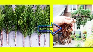 Step by Step Juniper Cutting Propagation- 100% Success, उगाएं जुनिपर कटिंग, Be The Creator, Mar.18