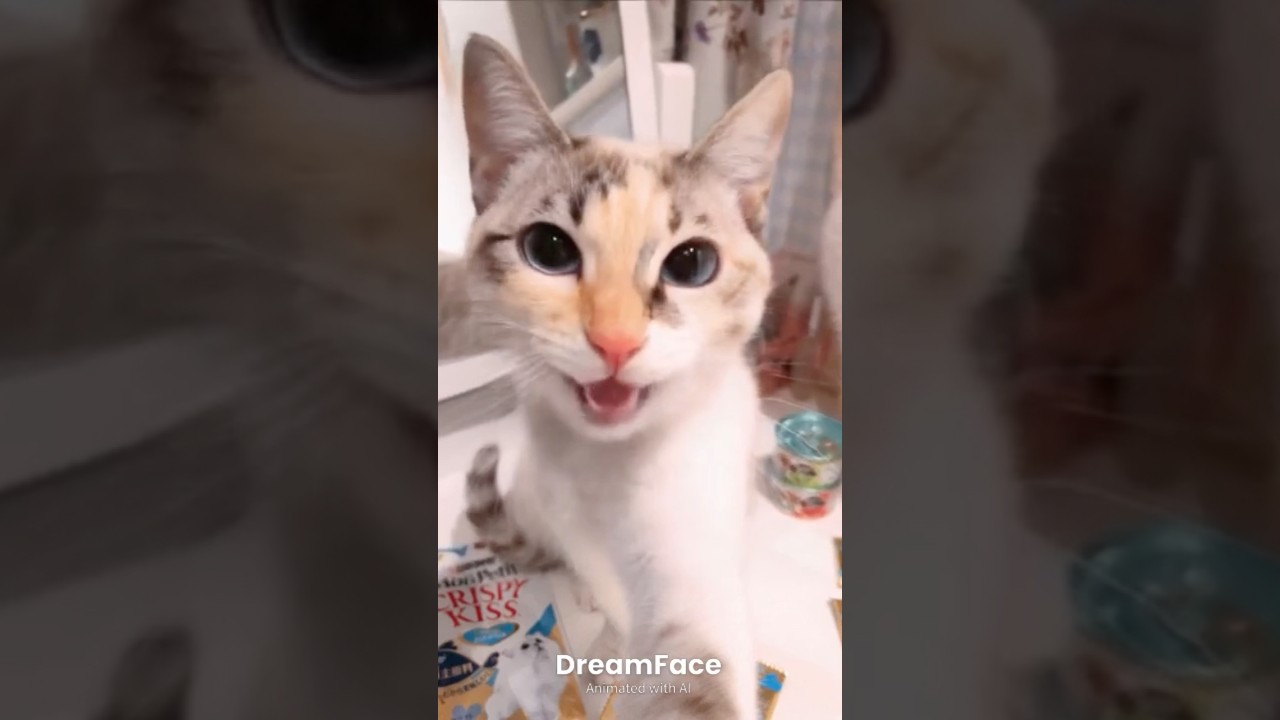 無限にループしちゃう　#shorts #dreamface #ねこ #cat