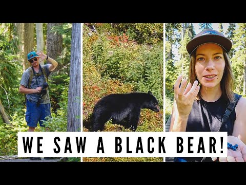 我們在華盛頓山看到了黑熊+參觀STRATHCONA公園｜溫哥華島之旅 (We Saw a BLACK BEAR on Mount Washington + Visiting STRATHCONA Park | Vancouver Island Road Trip)