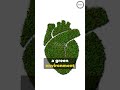 Green Spaces The Secret To Longevity