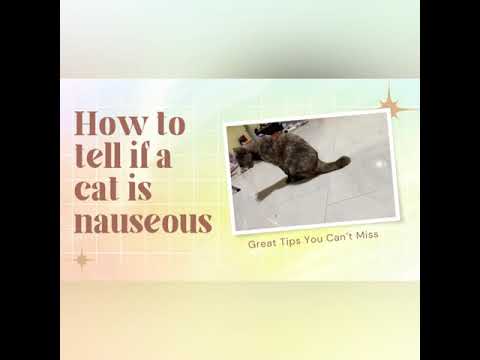 Nausea in Cats - How to tell if a cat is nauseous/teeth grinding/licking of lips/pawing at mouth