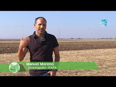 Fotograma del vídeo: Técnicas de agricultura de conservación en una finca agrícola de Osuna
