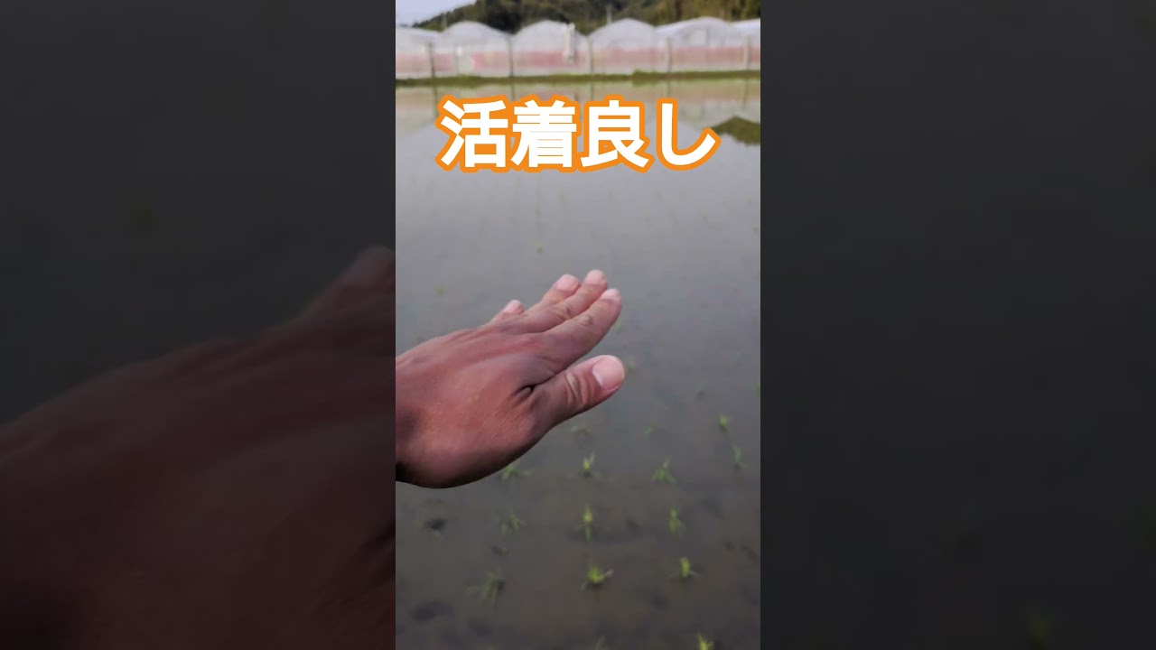今年の苗は活着が良い。#田植え