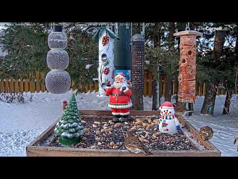 Flock Of Purple Finches Dines In Ontario – Dec. 13, 2019