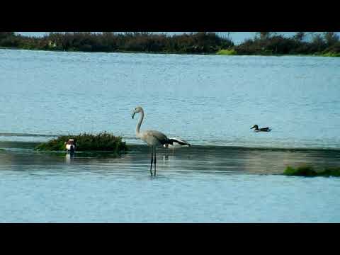 12/10/2019 Flamingo in Škocjanski zatok.