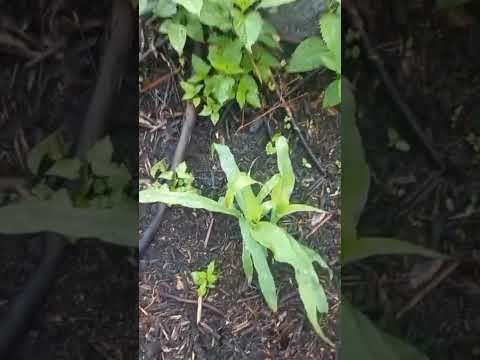 Cultivos Orgánicos en Urumita La Guajira 2025