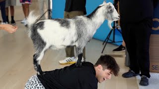 Sway Boys Got A Goat