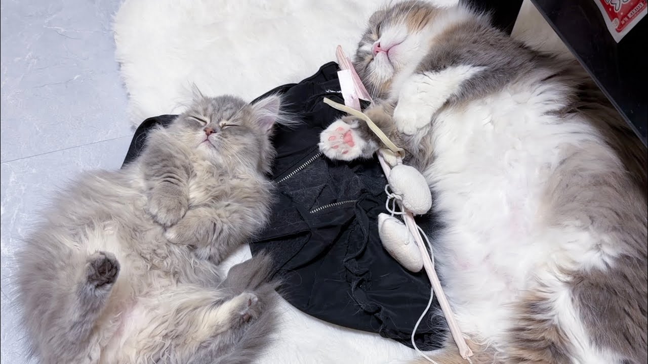 仲良く眠る怠惰な猫たちの様子が可愛すぎる