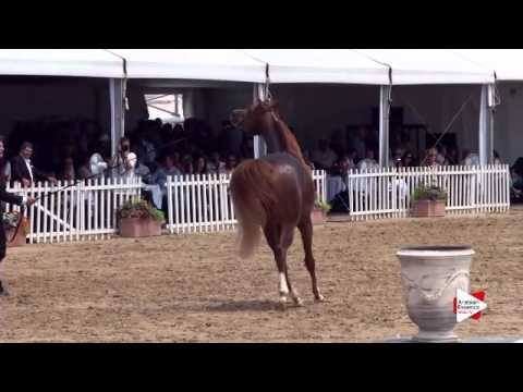 N.121 JAHAMAL DE CARTHEREY - Menton 2015 - Colts 3 years old (Class 8)