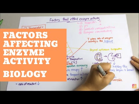 Biology- Factors Affecting Enzyme Activity Video