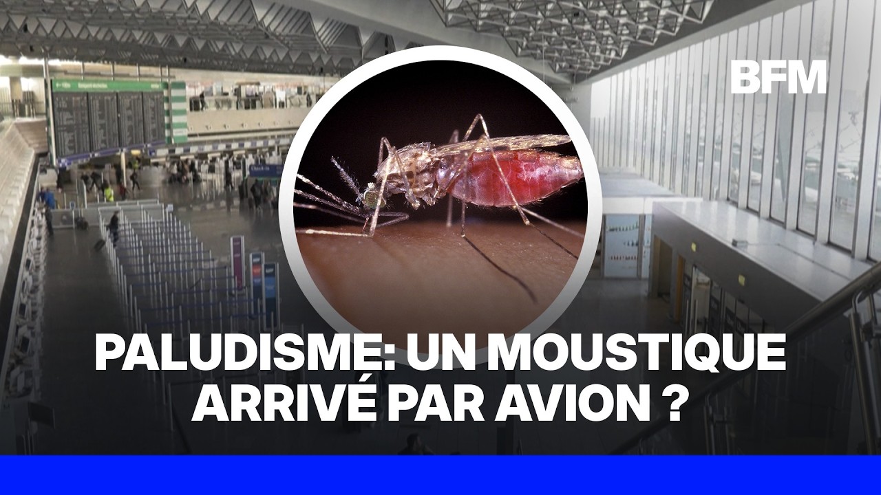 Deux employés de l’aéroport de Francfort morts du paludisme, un moustique suspecté