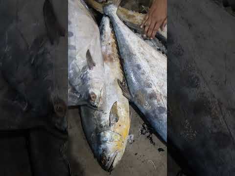 #music #remix #bass #bassboosted #beats #fish #ajaybgm #fishcooking #food #bgmrington