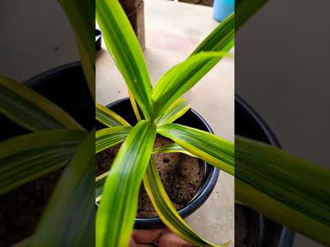Dracaena reflexa 'variegata' whitish green song of india ind...