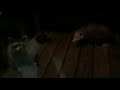 Possum And The Raccoon Eating Some Chicken