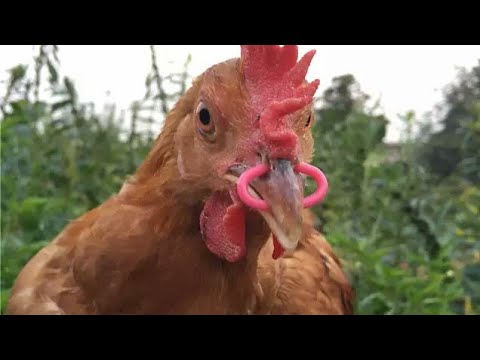 KANIBALIZMIYA SON !!! TOYUQLARIN TUKLERINI YEMEYINE SON !!! YAM YAM XESTELIYINE SON !!!