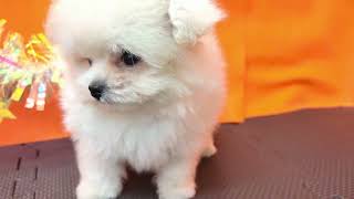 ハーフ犬の動画01