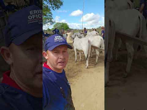 Festa do Carro de Boi no Sítio Lagoa das Craíbas   Igaci, Alagoas 27/09/ 2026  ERIEL OFICIAL 🎥
