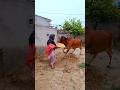 🫡 Jai Gau Mata Jai Shree Krishna Viralvideos Youtube Shorts Short Viral Reels