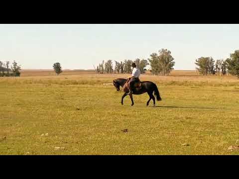 Lote TUMBERA RETOBADA