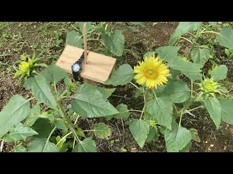 ヒマワリはどのように太陽を追いかけるのか