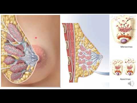 10 Glándulas mamarias