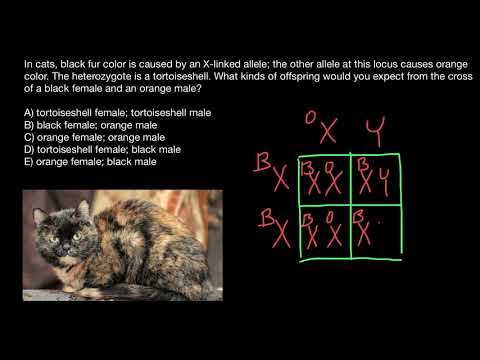 Tortoiseshell cat's genetics