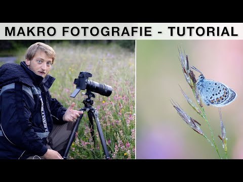 Photographing butterflies - Macro photography tutorial (equipment, settings, focus stacking)