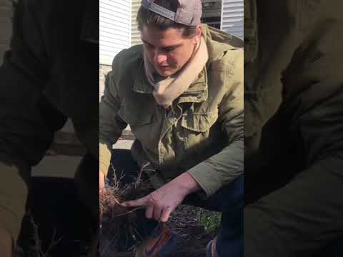 Why I love dahlias 😍 #dahliaseason #dahliasofinstagram #dahlia #tubers #gardener #garden