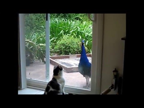 Cats Meet A Peacock
