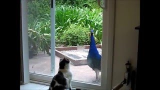 Cats Meet A Peacock