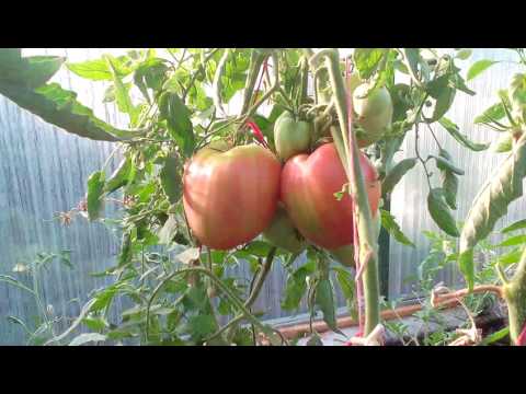 Урожай теплицы 2016 года.