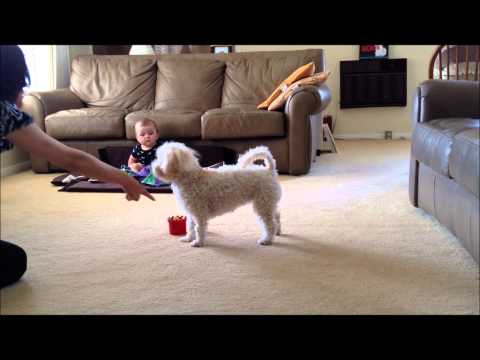 Stacking Cups - Dog Tricks