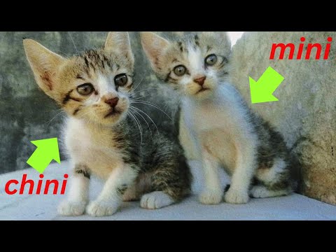 Cute kittens playing, meowing and fighting chini mini usa